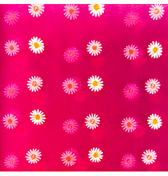 Til Vezene marjetice | fuksija | 100%PA