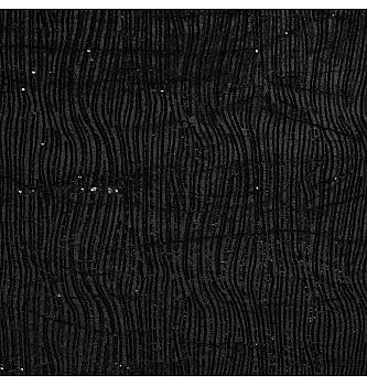 Somot Blještave vijuge | crna | 100%PL